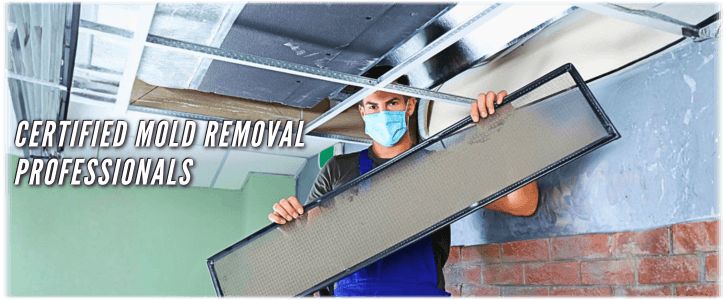HVAC Mold Removal New York City